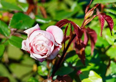 Macro of a rose