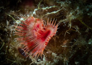 Red Tube Worm Underwater