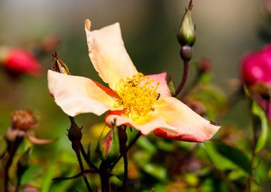 Macro of a rose