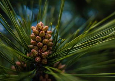 Pine small up Close