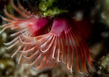 Red Tube Worm Underwater