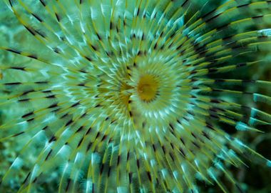 Tube Worm Underwater