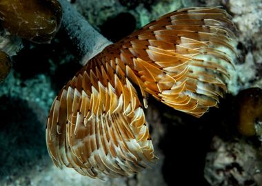 Tube Worm Underwater