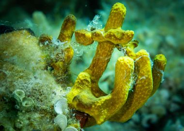 Yellow Coral