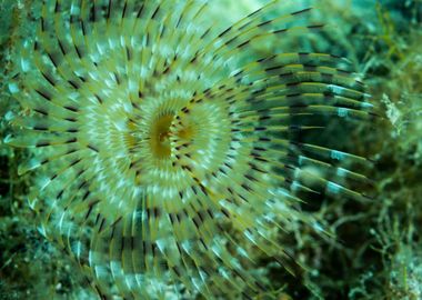 Tube Worm Underwater