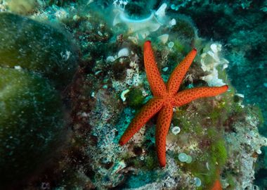 Starfish 