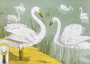 Wild swan