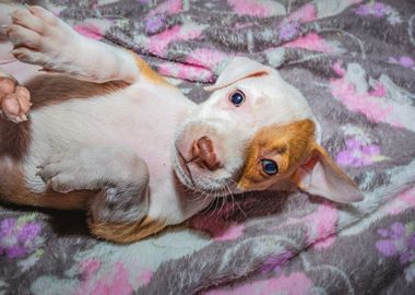 Pit bull puppy sleeping