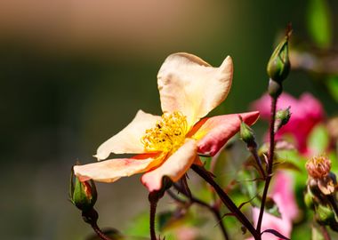 Macro of a rose