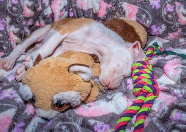 Pit bull puppy sleeping