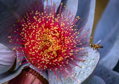 bee flying to a flower