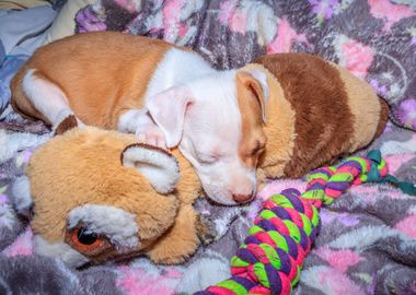 Pit bull puppy sleeping