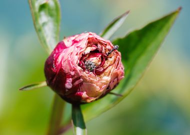 Macro of a peony