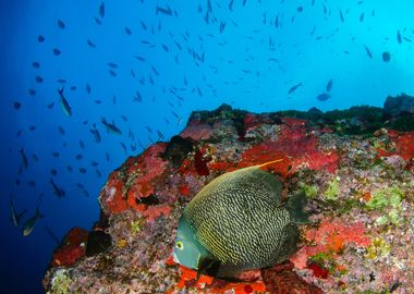 Thorny butterfly fish