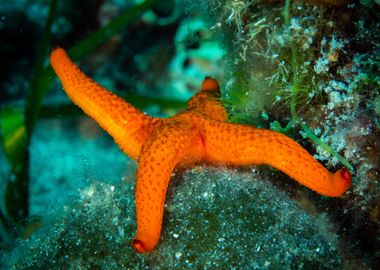 Starfish