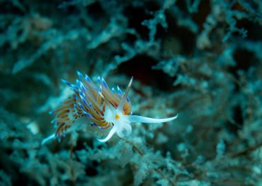 Underwater Nudibranch