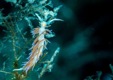 Underwater Nudibranch