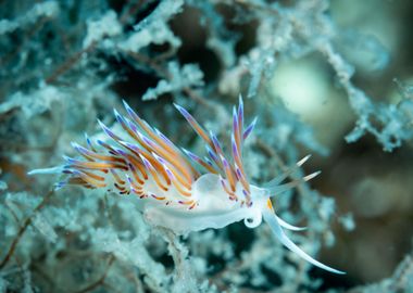 Underwater Nudibranch