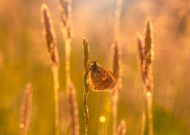 Butterfly on the meadow 