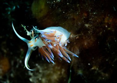 Underwater Nudibranch