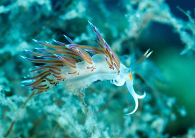 Underwater Nudibranch