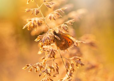 Butterfly on the meadow