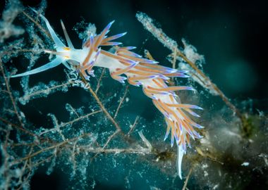 Underwater Nudibranch