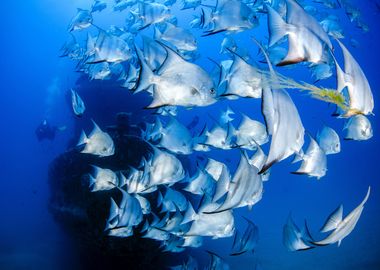 sea white bird fish