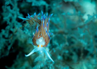 Underwater Nudibranch