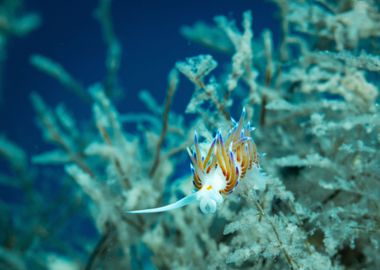 Underwater Nudibranch