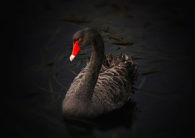 Black Swan