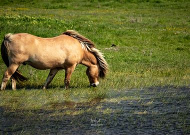 Windy Pasture