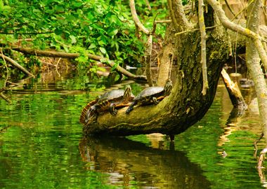 Three Ornate Box Turtles