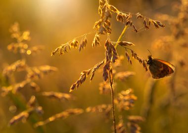 Sunrise on the meadow