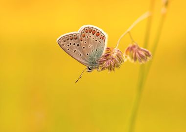 Spring butterfly