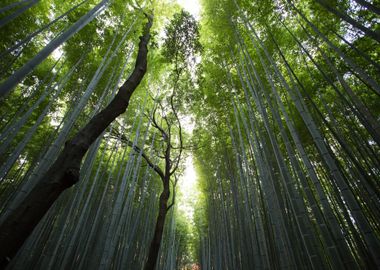 bamboo Trees in Forest