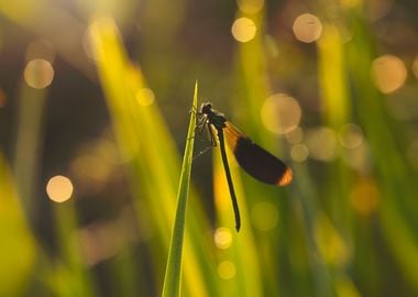 Dragonfly in the meadow