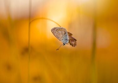 Sunset in the meadow