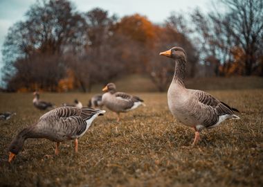 Geese in autumn