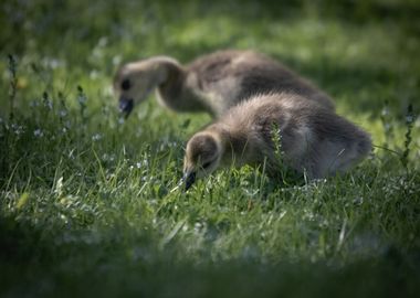 Baby gooses