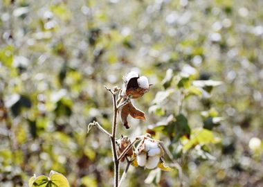 Cultivation of cotton