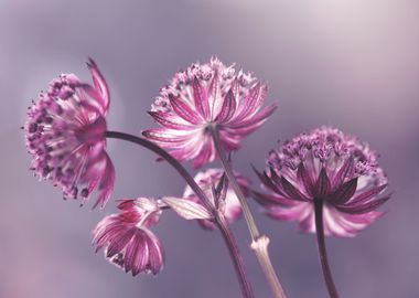 Purple flowers