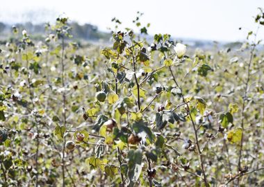 Cultivation of cotton