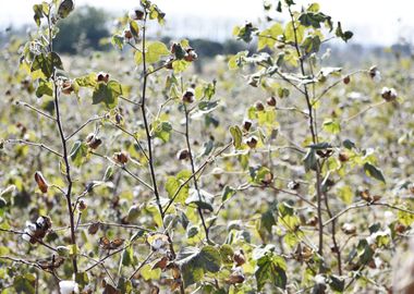 Cultivation of cotton