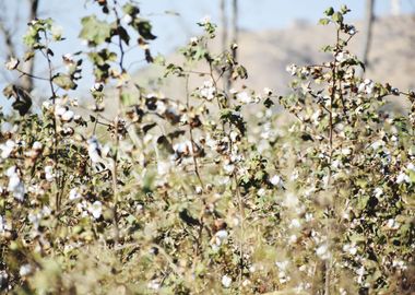 Cultivation of cotton