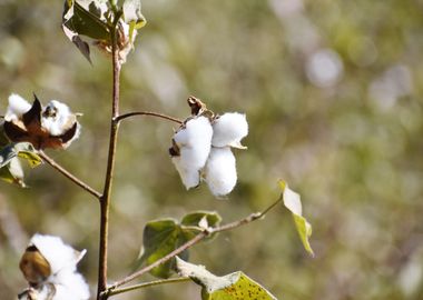 Cultivation of cotton