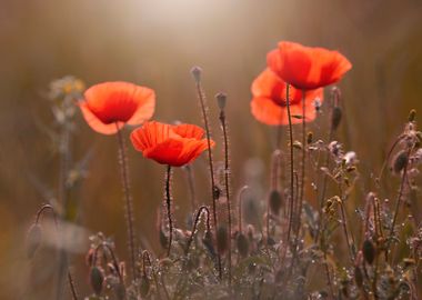 Red poppies