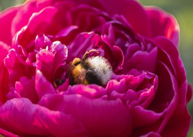 Bee asleep in big rose