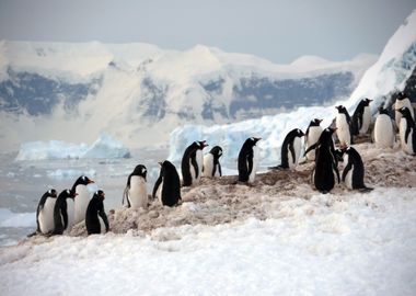 Penguins on Ice in Winter