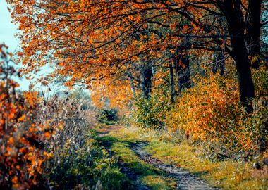 Autumn road, trees, Poland